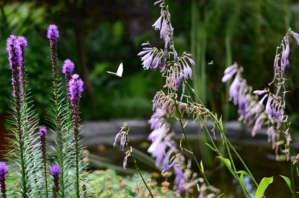 Schmetterlinge und Bienen beobachten